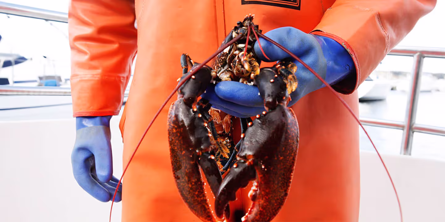 Hummersafari — bild 5