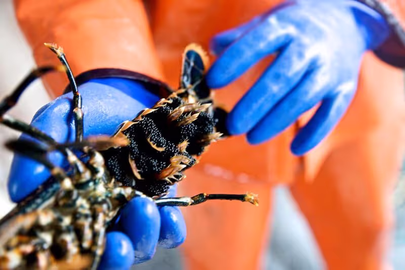 Hummersafari — bild 6