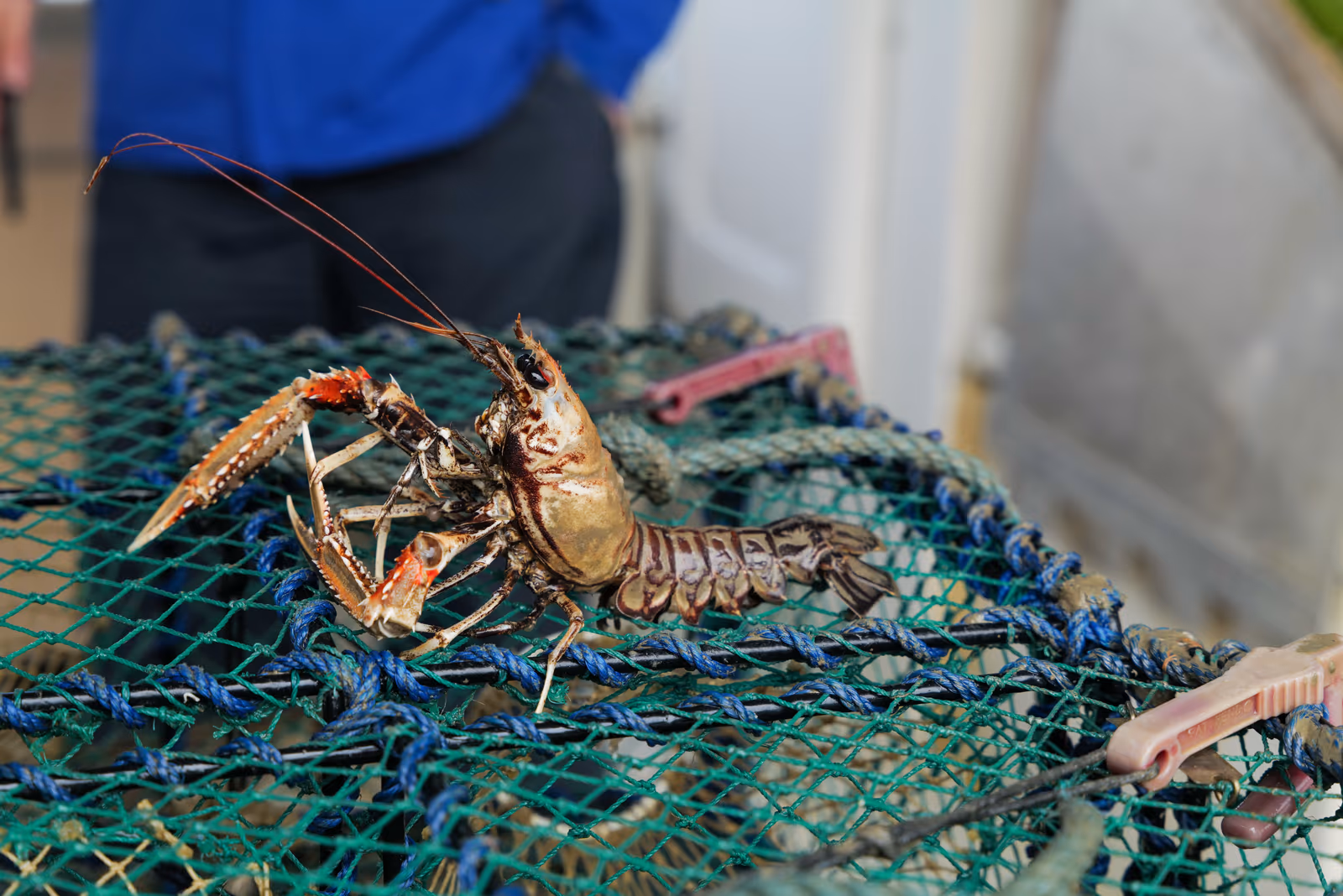 Hummersafari — bild 1