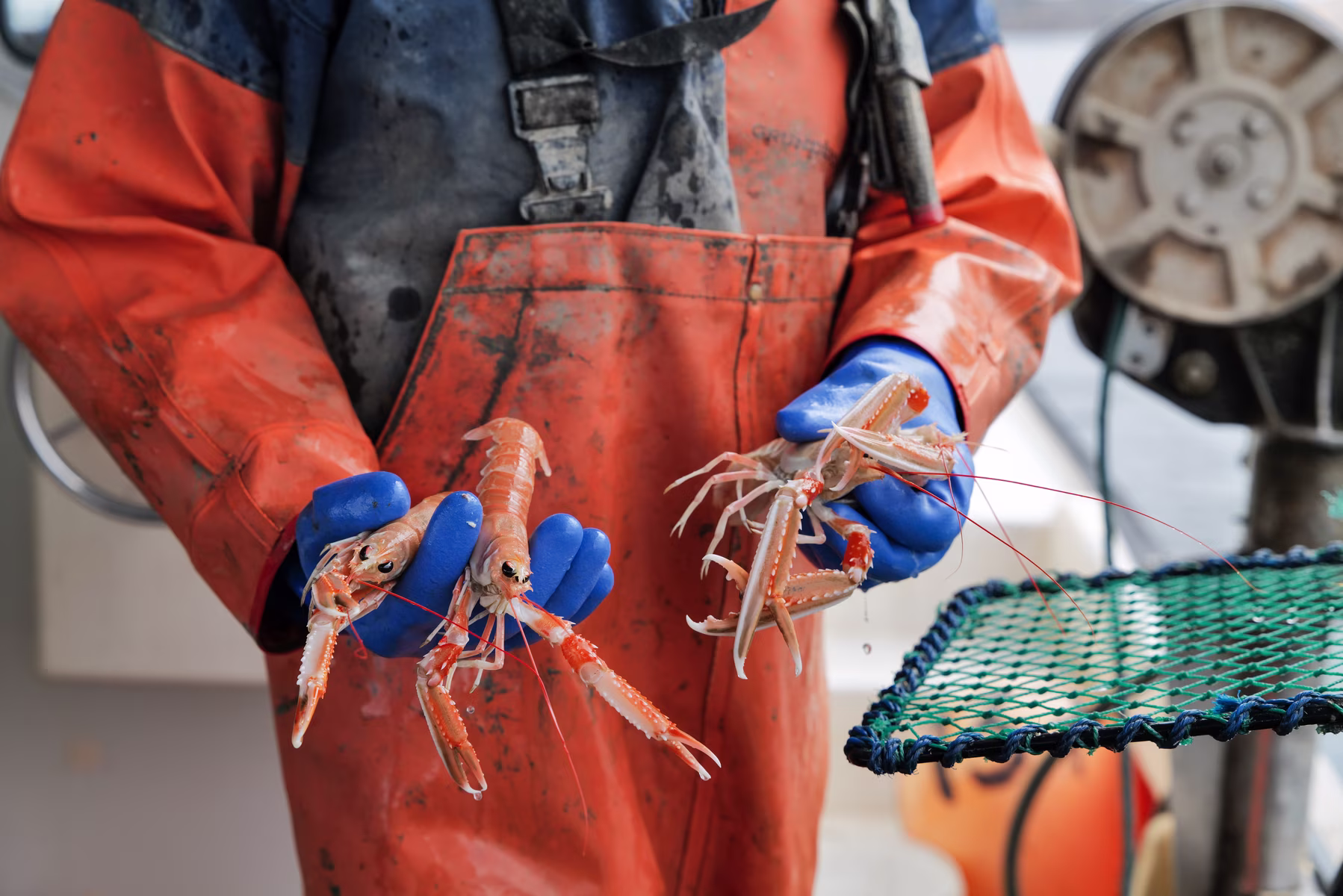 Norway lobster — careful handling of the catch